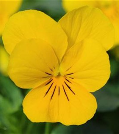 Viola Sorbet® XP Yellow
